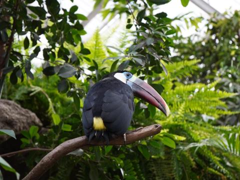 シロムネオオハシ