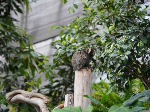 コモンマーモセット