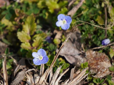 オオイヌノフグリ