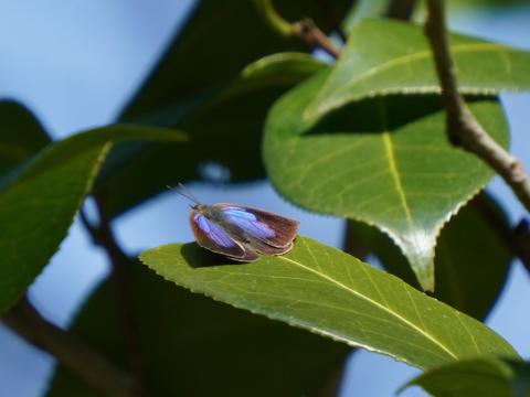 ムラサキシジミ