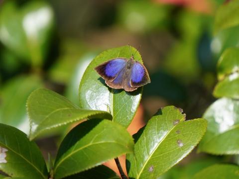 ムラサキシジミ