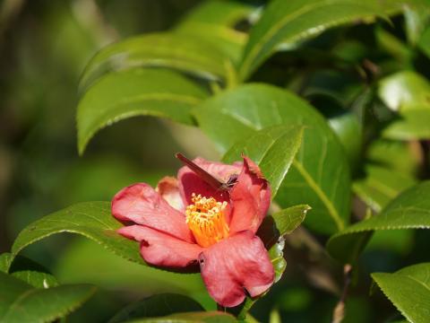 ムラサキシジミ