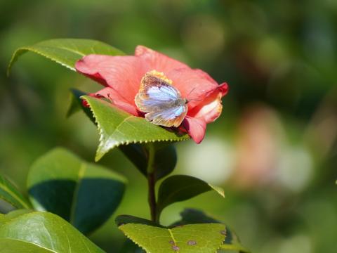 ムラサキシジミ