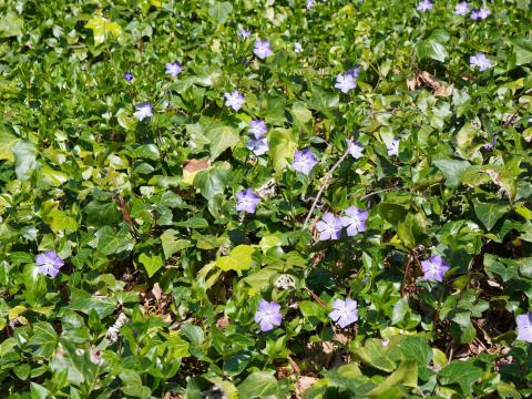 ツルニチニチソウ