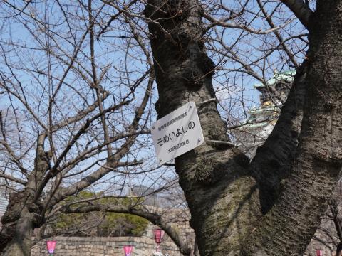 ソメイヨシノ 副標本木