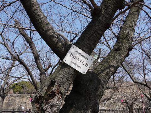 ソメイヨシノ 標本木