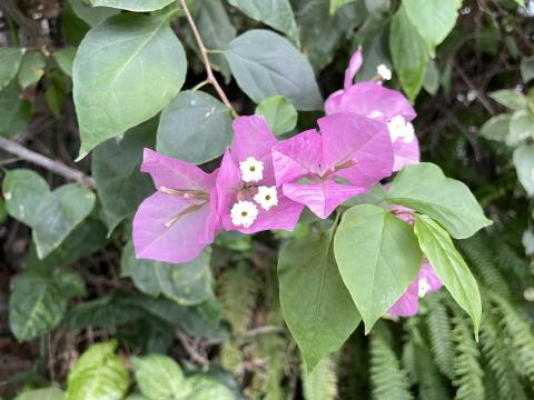 ブーゲンビリア