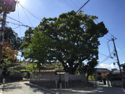 石神社のクスノキ