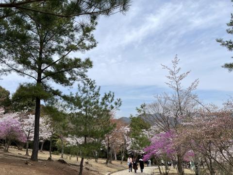 嵐山公園亀山地区