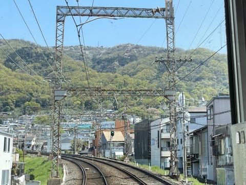大原山のヤマザクラ