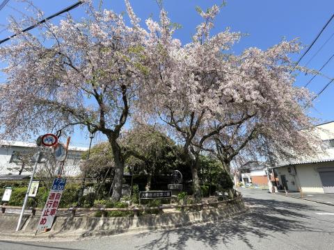 大仏鐵道記念公園のシダレザクラ