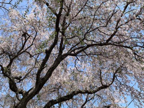 大仏鐵道記念公園のシダレザクラ