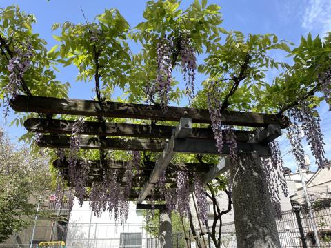 玉川西公園のフジ