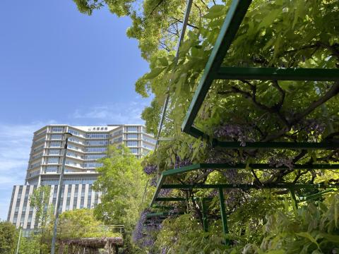 藤棚のノダフジ