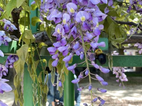 ノダフジとクマバチ