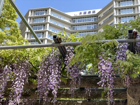 大阪病院とノダフジ