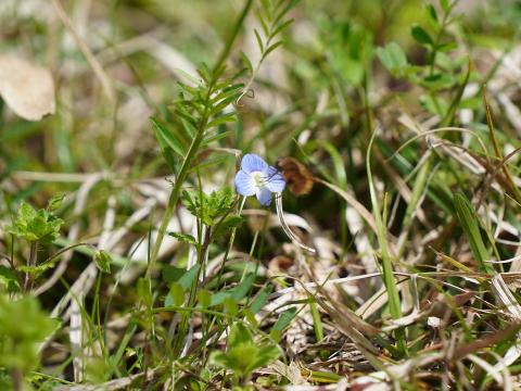 オオイヌノフグリ