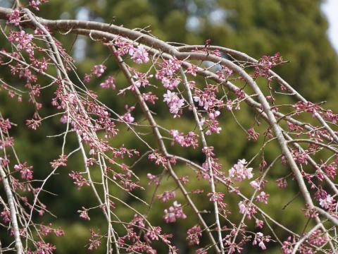シダレザクラ