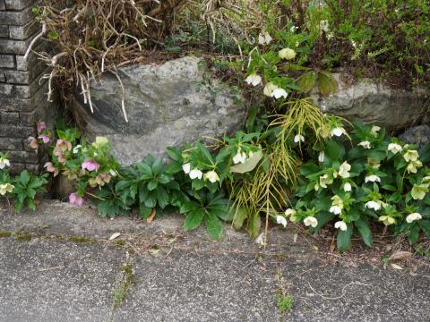 クリスマスローズ