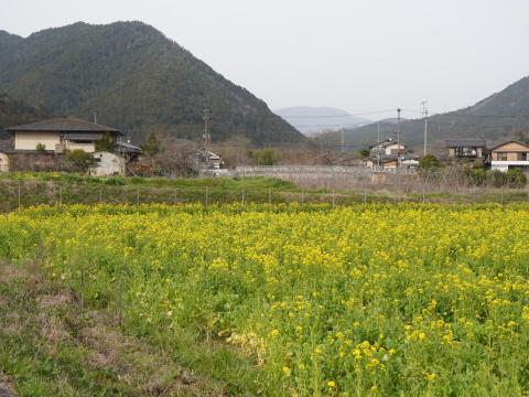 蓬莱山とナノハナ
