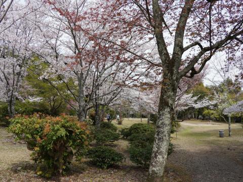 嵐山公園亀山地区