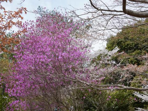 コバノミツバツツジ