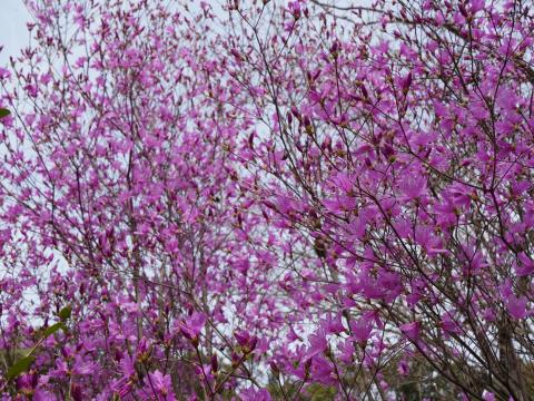 コバノミツバツツジ