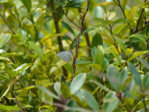 ウラギンシジミ