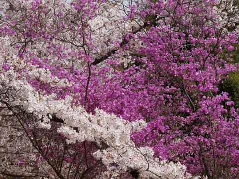 コバノミツバツツジ