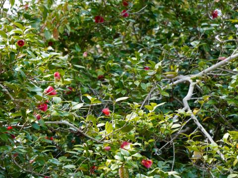 ツバキにメジロ