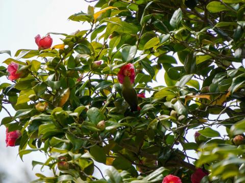 ツバキにメジロ