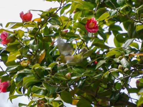 ツバキにメジロ