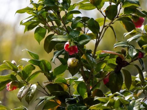 ツバキにメジロ