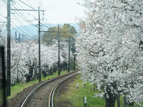嵐電 桜のトンネル