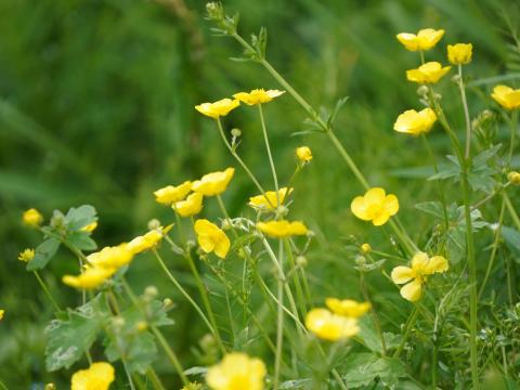 ウマノアシガタ