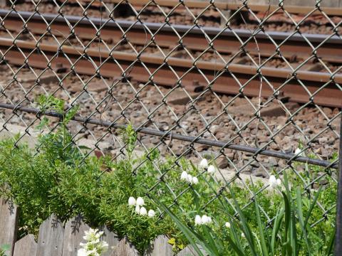 スノーフレーク