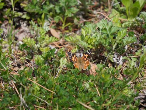 ヒメアカタテハ