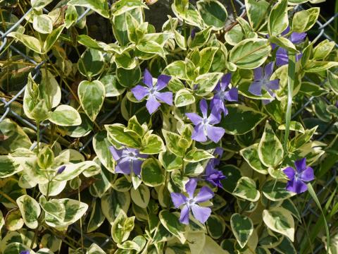 ツルニチニチソウ