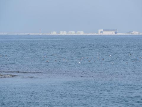 カンムリカイツブリ
