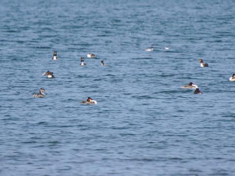 カンムリカイツブリ