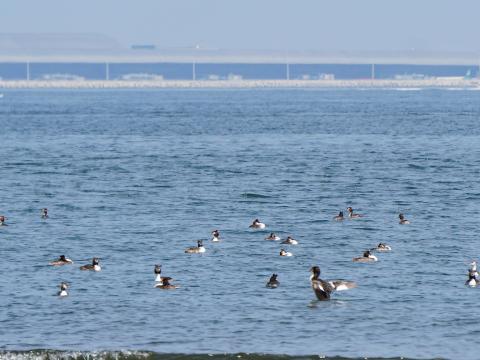 カンムリカイツブリ