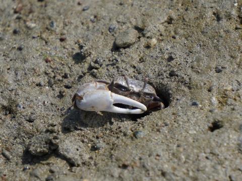 ハクセンシオマネキ