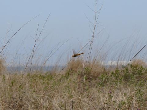 ウスバキトンボ