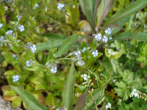 ノハラムラサキ