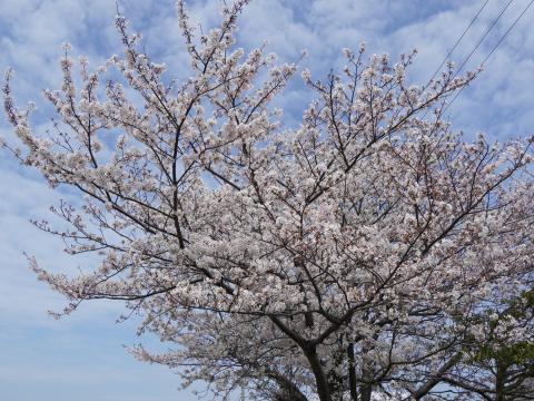 ソメイヨシノ