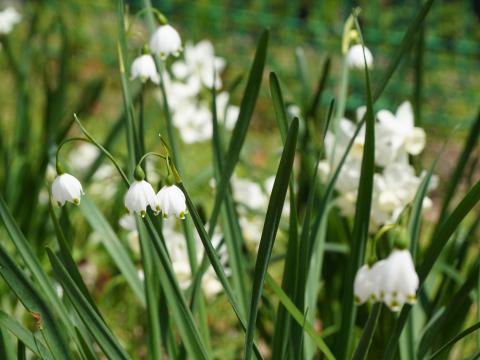 スノーフレーク