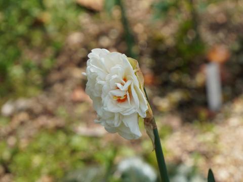 八重のラッパスイセン