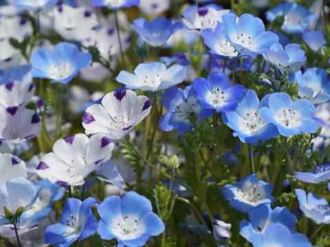 ネモフィラ