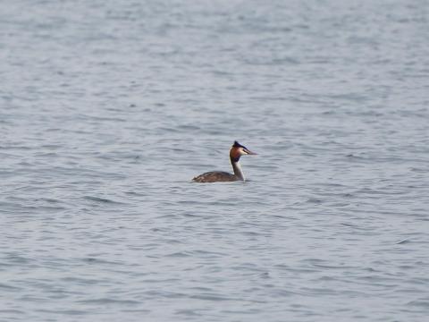 カンムリカイツブリ