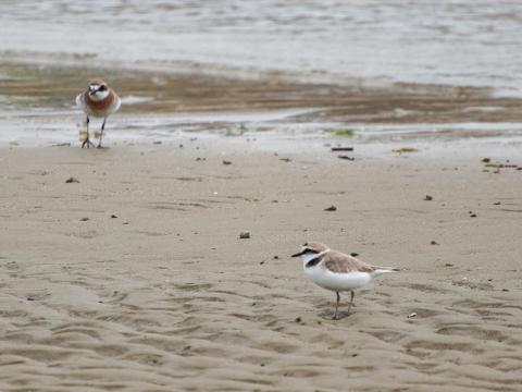 シロチドリとメダイチドリ